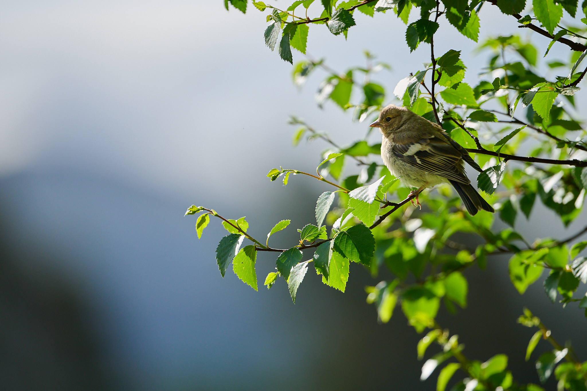 Juvenile Chaffinch portrait